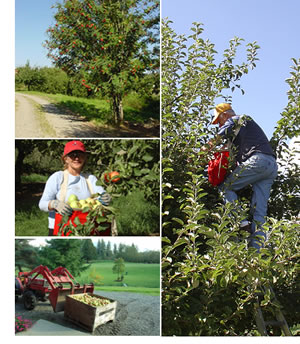 Farm Collage