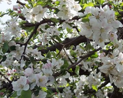 Beautiful Apple Blossums