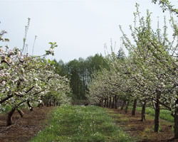 Orchard Blossums